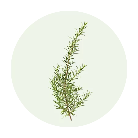 Rosemary