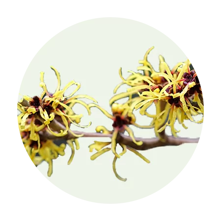 Witch Hazel is an ingredient in Striking + Strong micellar shampoo